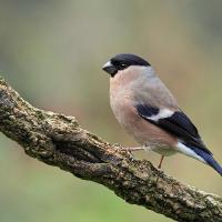 Bullfinch female 